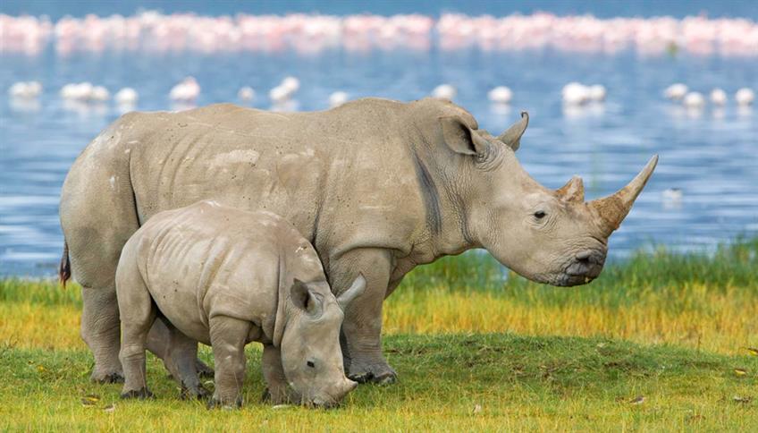 Rinoceronti, mole possente ma agili e veloci Rinoceronti, mole possente ma agili e veloci